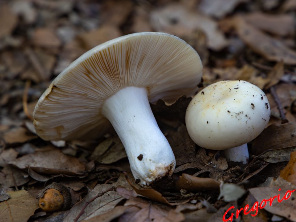 Russula da determinare